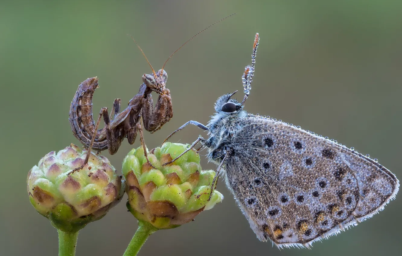 Photo wallpaper aliens, animals, two