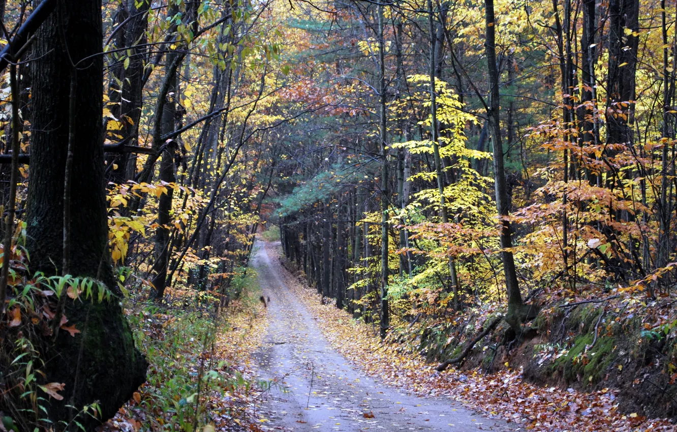 Photo wallpaper road, autumn, forest, forest, falling leaves, road, autumn, leaves
