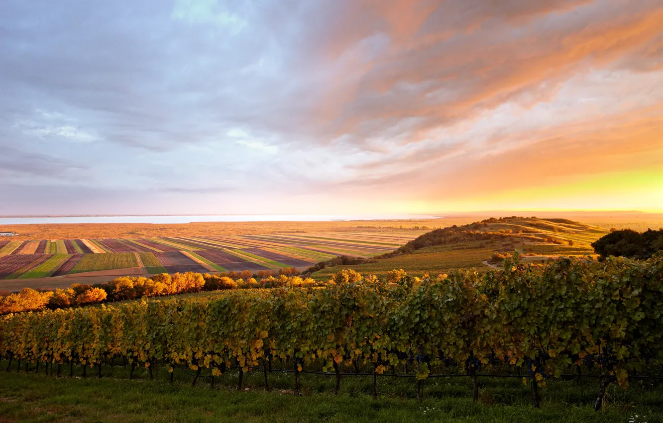 Photo wallpaper field, Austria, vineyard, plantation, Weingut Schloss Halbturn