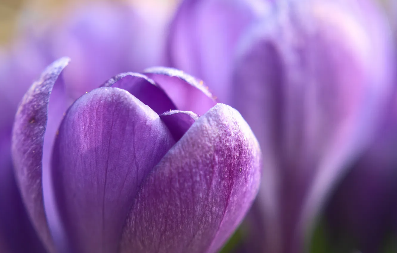 Photo wallpaper flowers, spring, crocuses, lilac