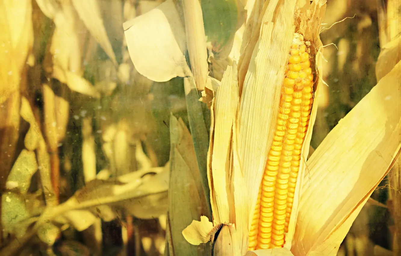 Photo wallpaper nature, background, corn