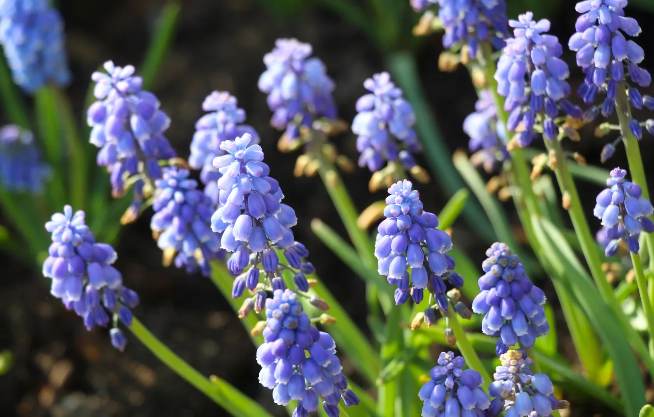 Photo wallpaper blue, blooming, Grape Hyacinths