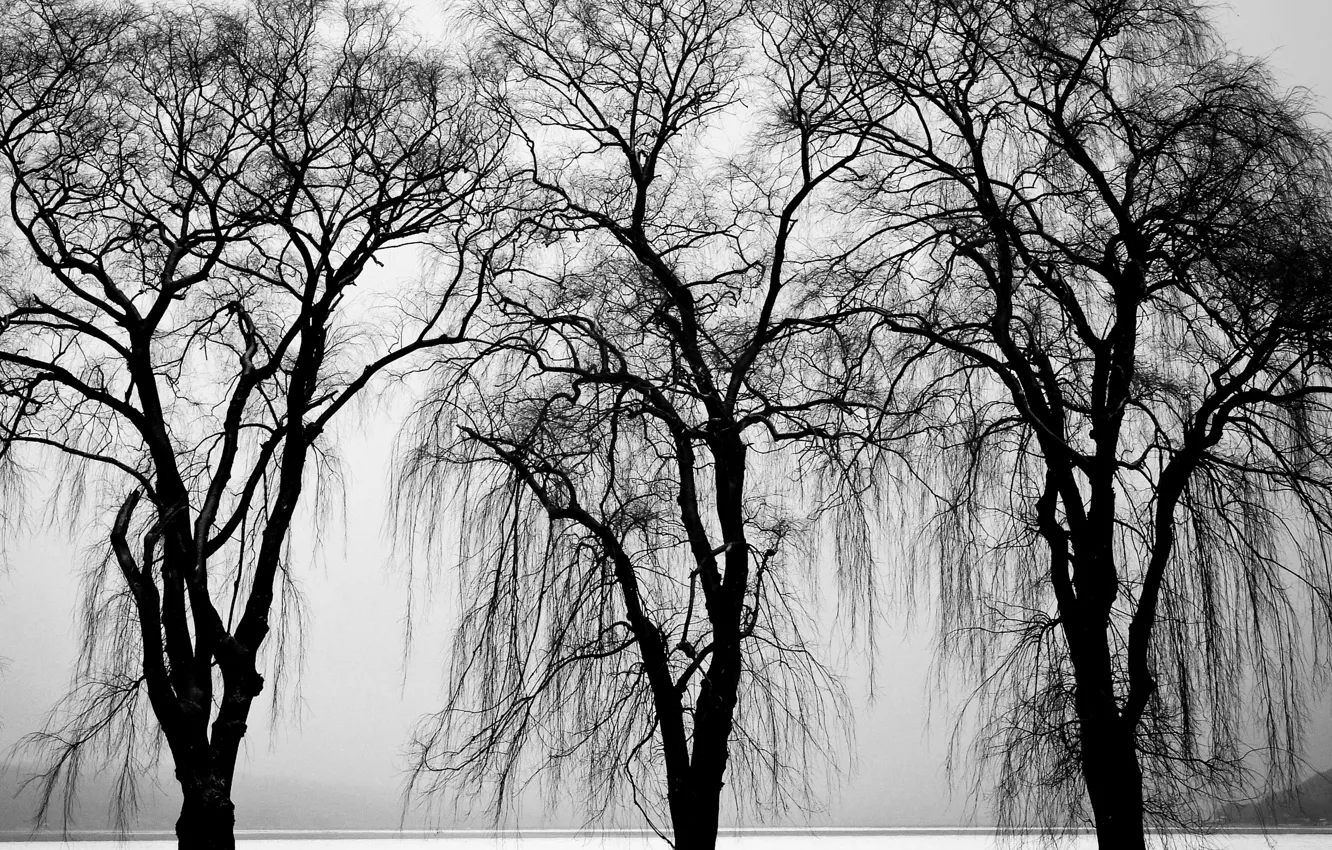 Photo wallpaper trees, black & white, trees