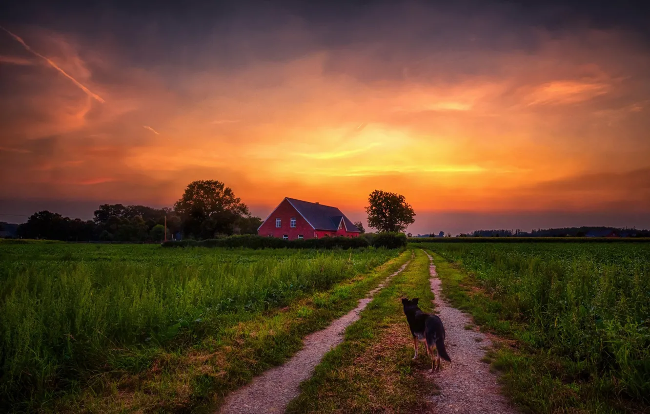 Photo wallpaper road, summer, the sky, sunset, nature, house, dog