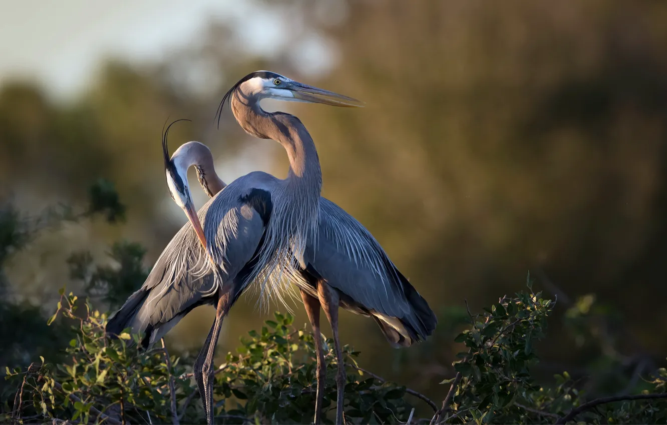 Photo wallpaper nature, bird, Great Blue Heron