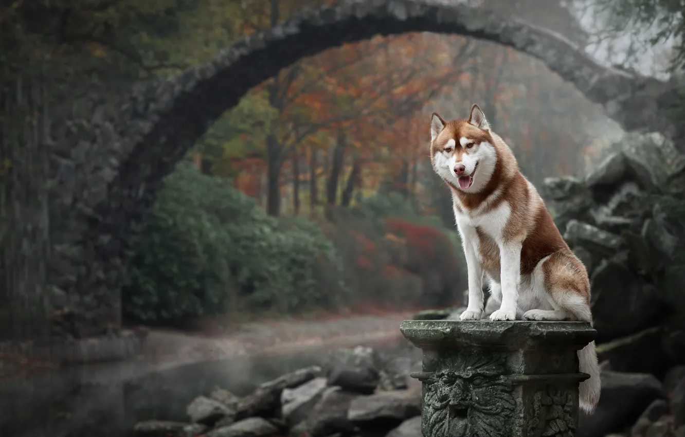 Photo wallpaper autumn, bridge, nature, dog, Husky