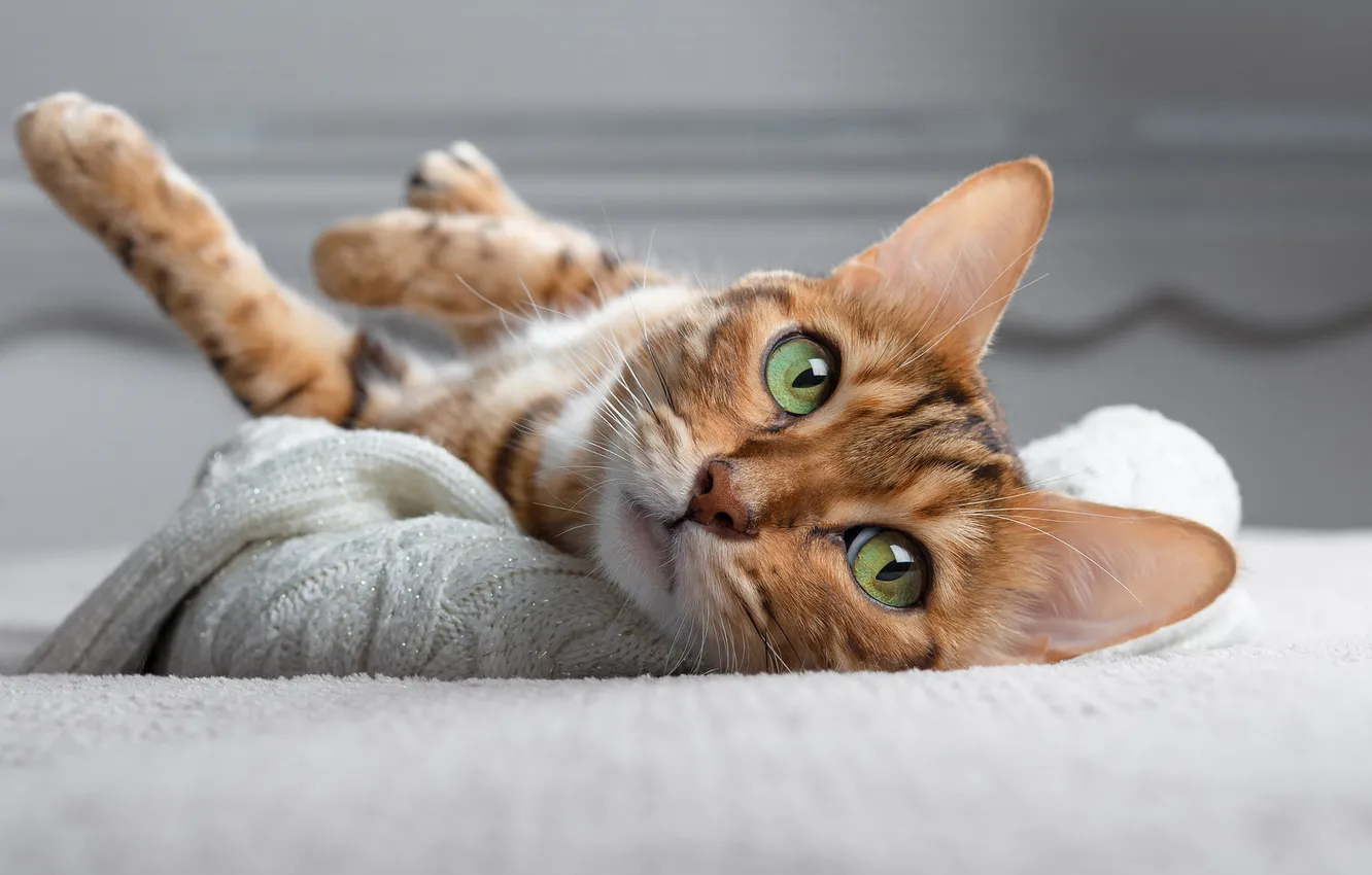 Photo wallpaper cat, cat, look, pose, legs, bed, lies, face