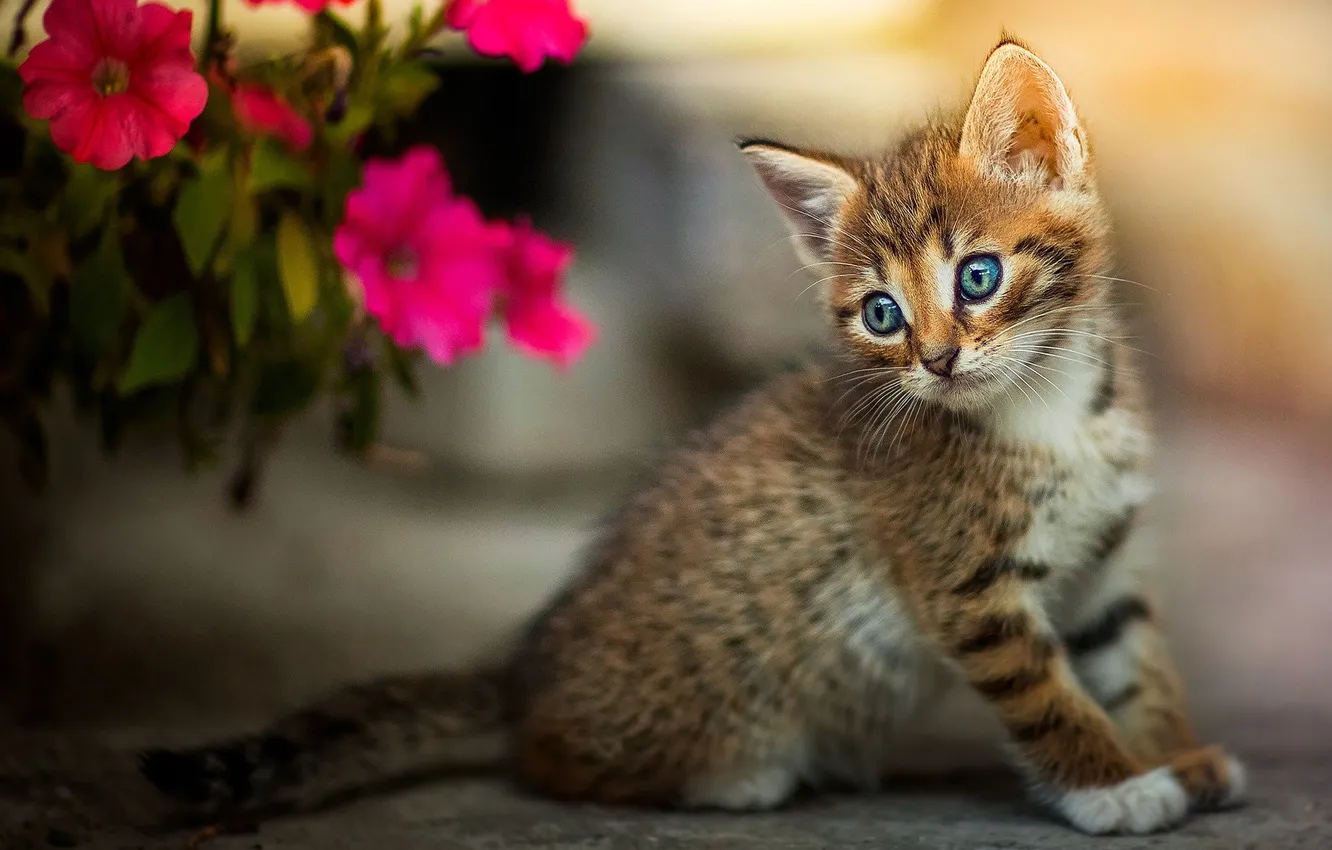 Photo wallpaper cat, look, flowers, grey, kitty, face, sitting, Petunia