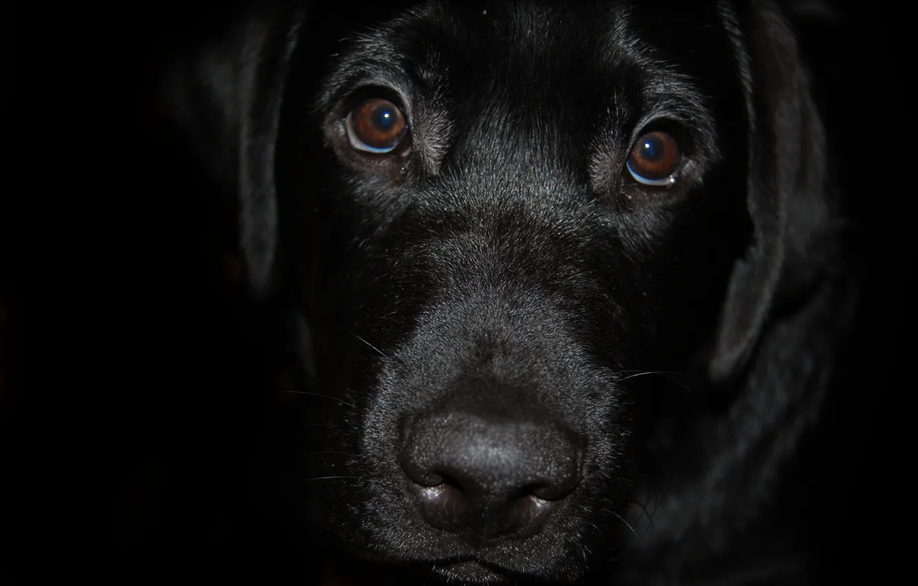 Photo wallpaper black, dog, Labrador