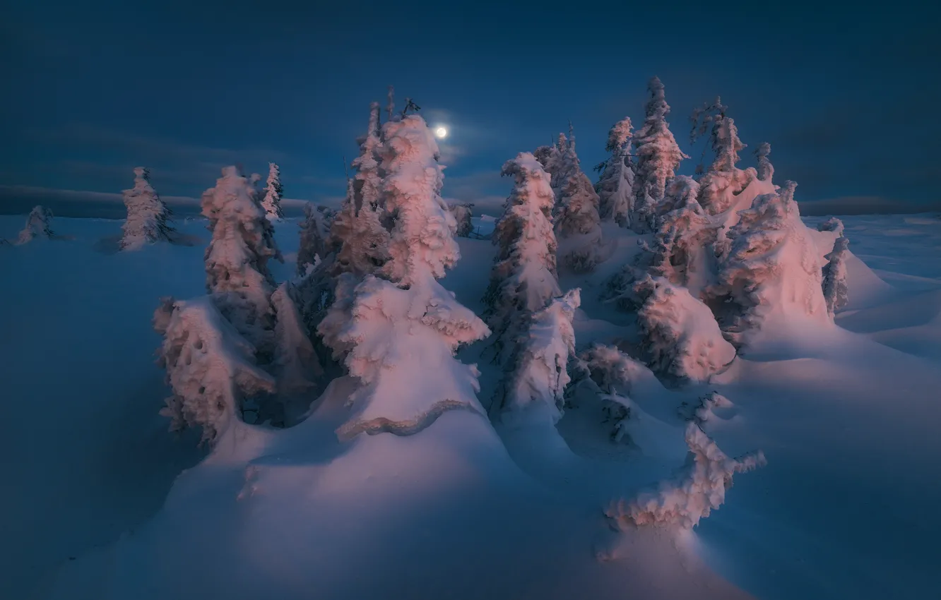 Photo wallpaper winter, snow, trees, night, nature, the moon, ate