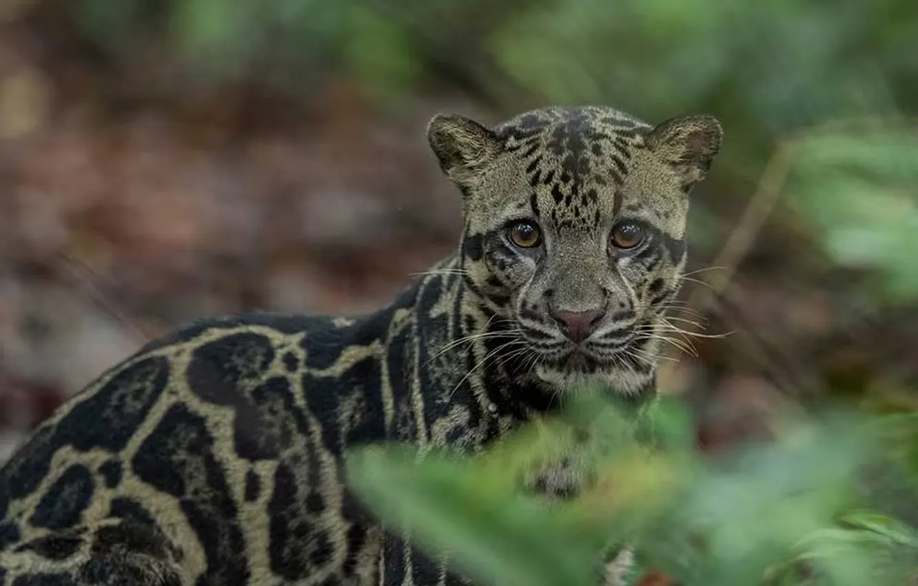 Photo wallpaper animal, big cat, Sunda Clouded Leopard, Neofelis Diardi Borneensis