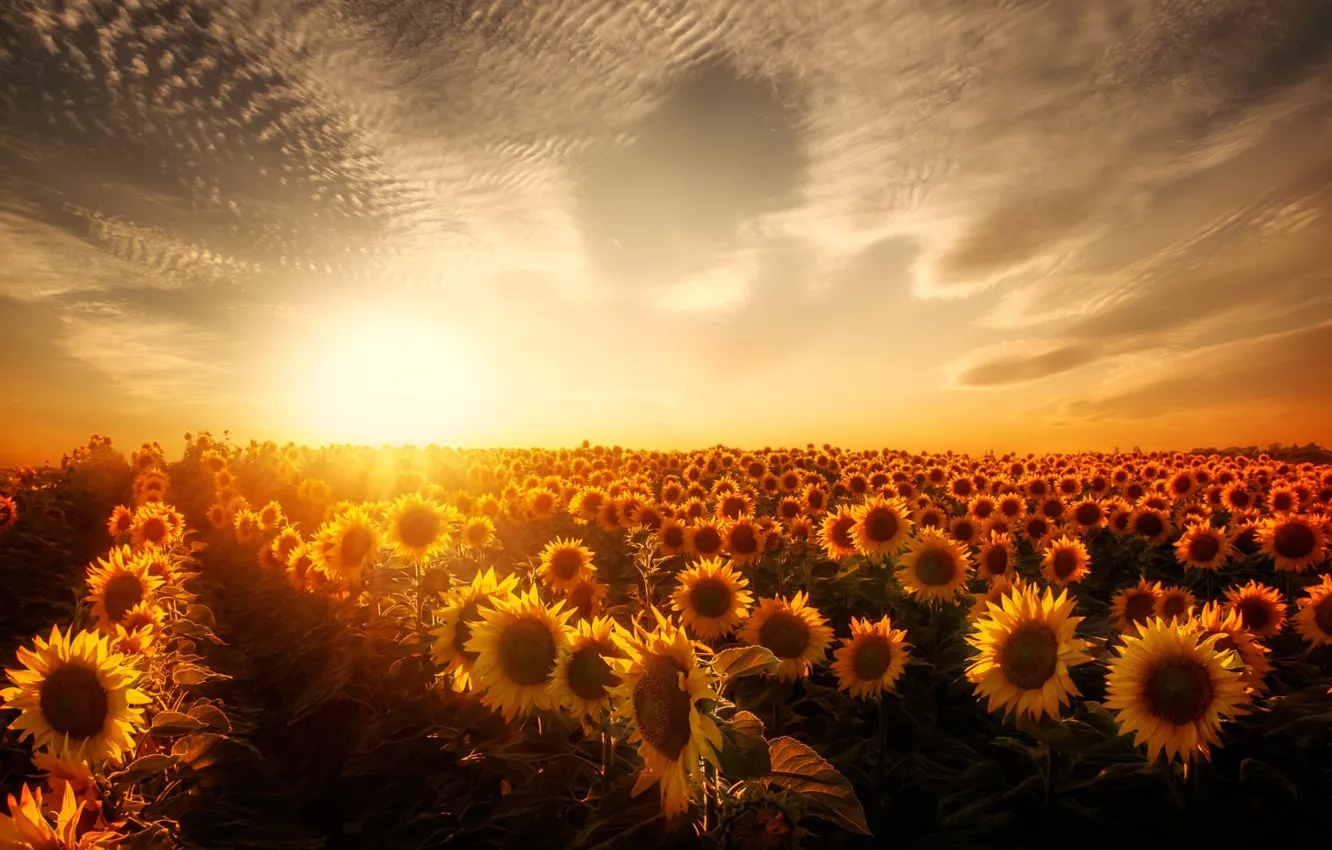 Photo wallpaper flower, sunset, sunflowers