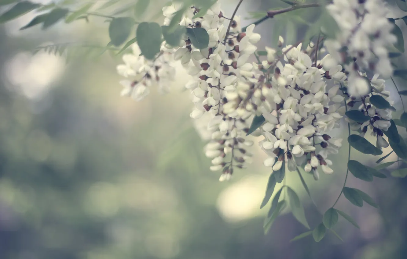 Photo wallpaper leaves, spring, flowers, flowering, bokeh, acacia