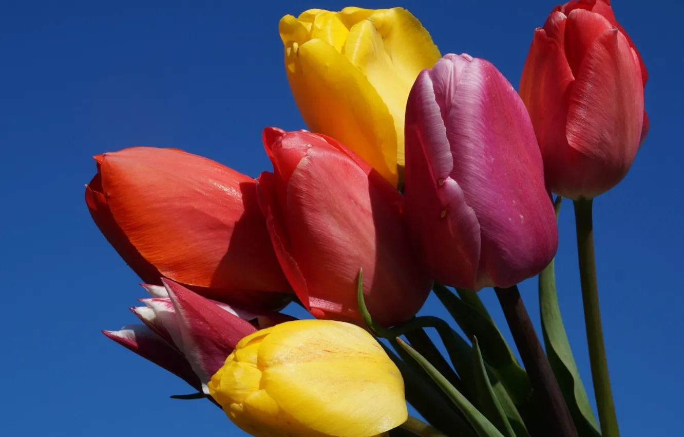 Photo wallpaper flower, tulips, spring, blooming