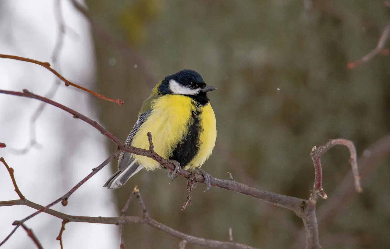 Photo wallpaper winter, nature, bird, tit