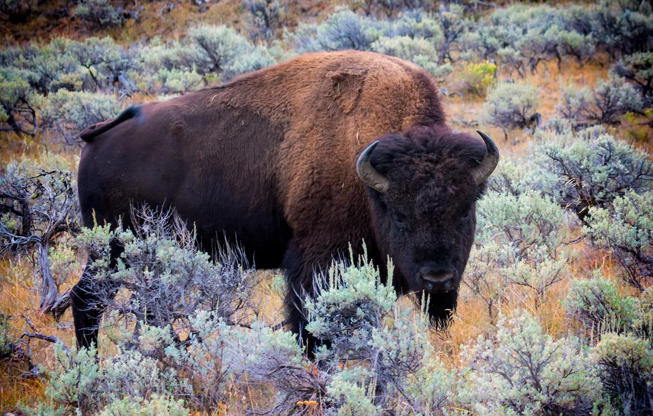 Photo wallpaper nature, background, Bison