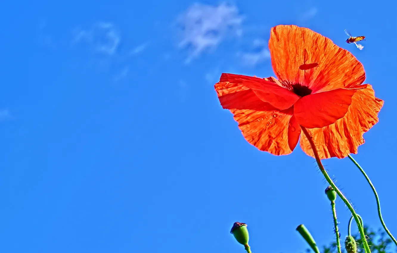 Photo wallpaper flower, the sky, clouds, Mac, insect