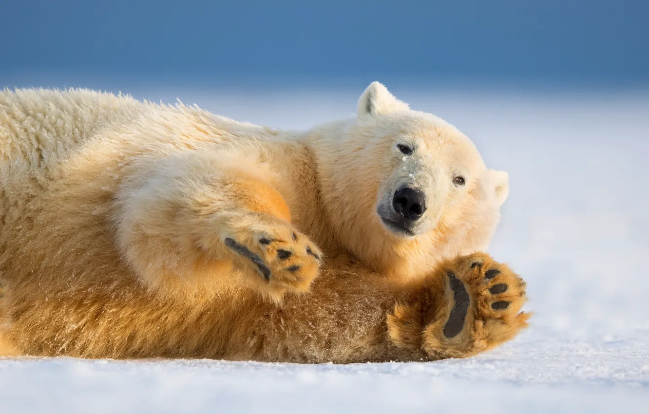 Photo wallpaper winter, look, nature, paw, polar bear