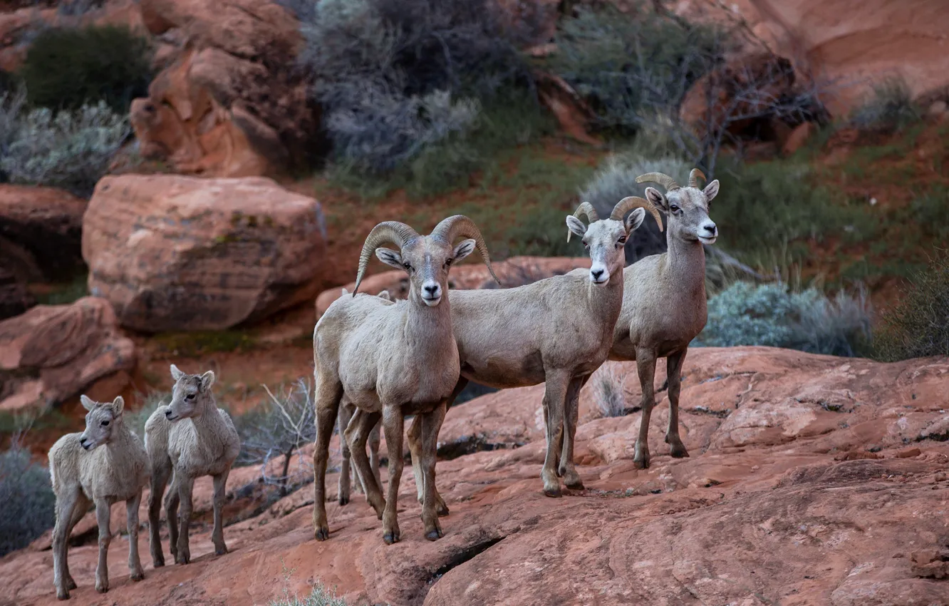 Photo wallpaper nature, background, Big Horn Sheep