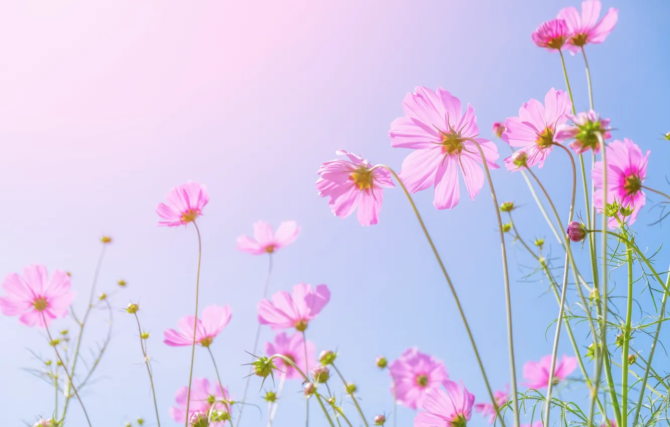 Photo wallpaper field, summer, the sun, flowers, summer, pink, field, pink