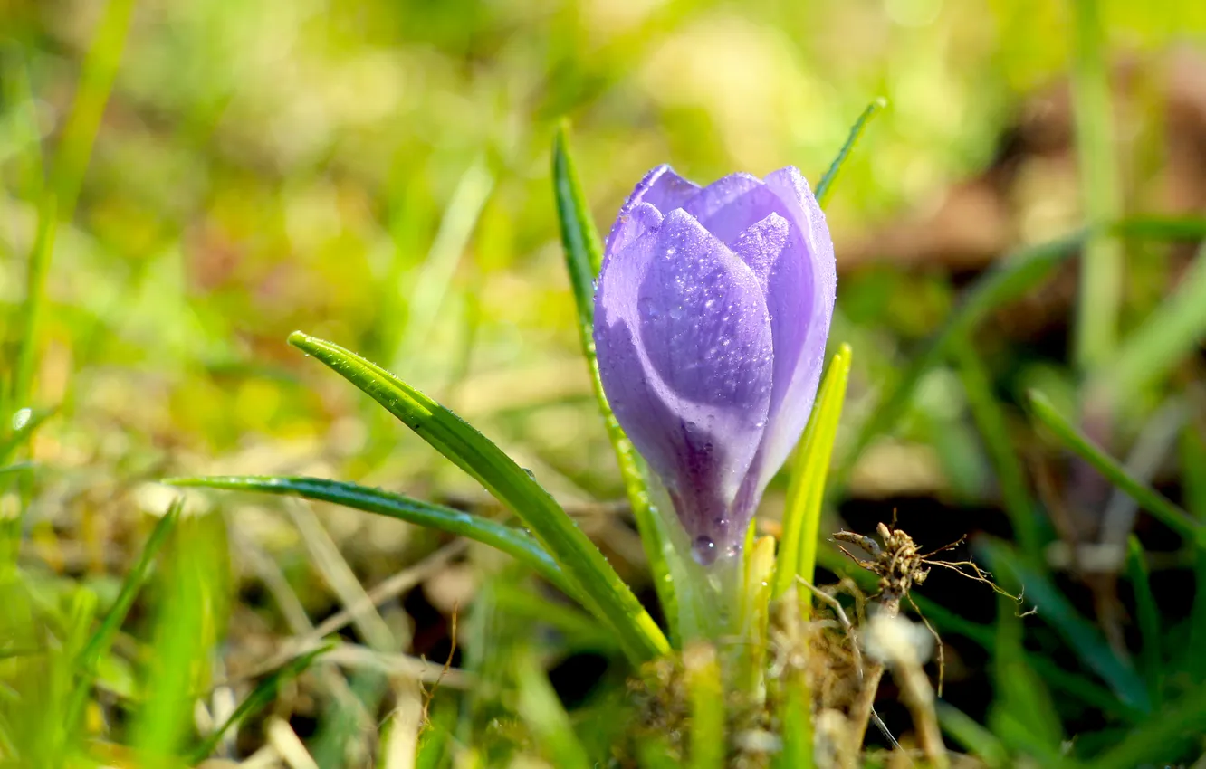 Photo wallpaper flower, spring, Crocus