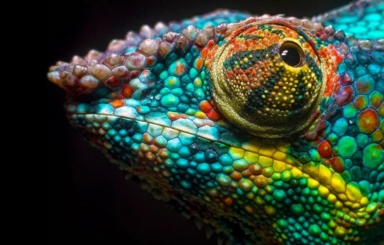 Photo wallpaper eyes, chameleon, background, color, lizard