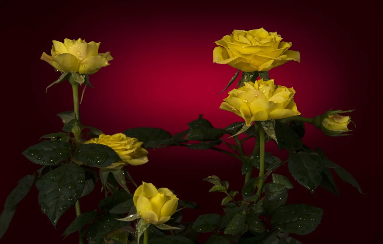 Photo wallpaper drops, red, background, roses, yellow