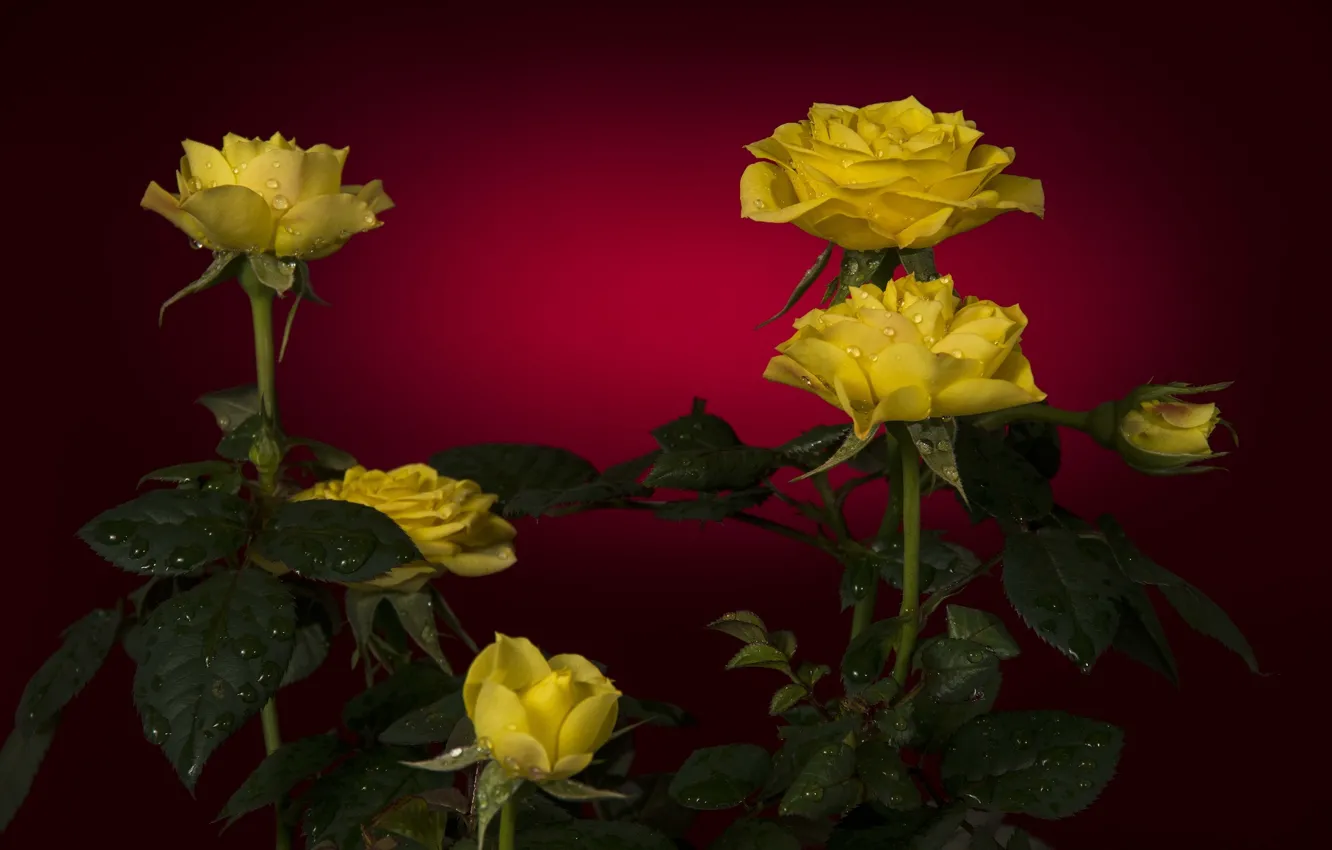 Photo wallpaper red, roses, background, drops, yellow