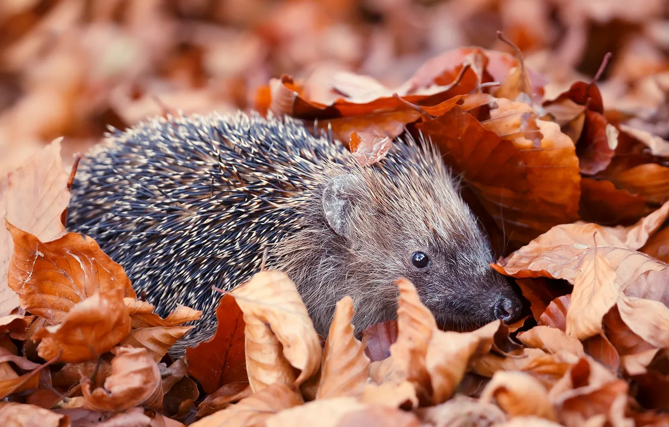 Photo wallpaper autumn, foliage, hedgehog