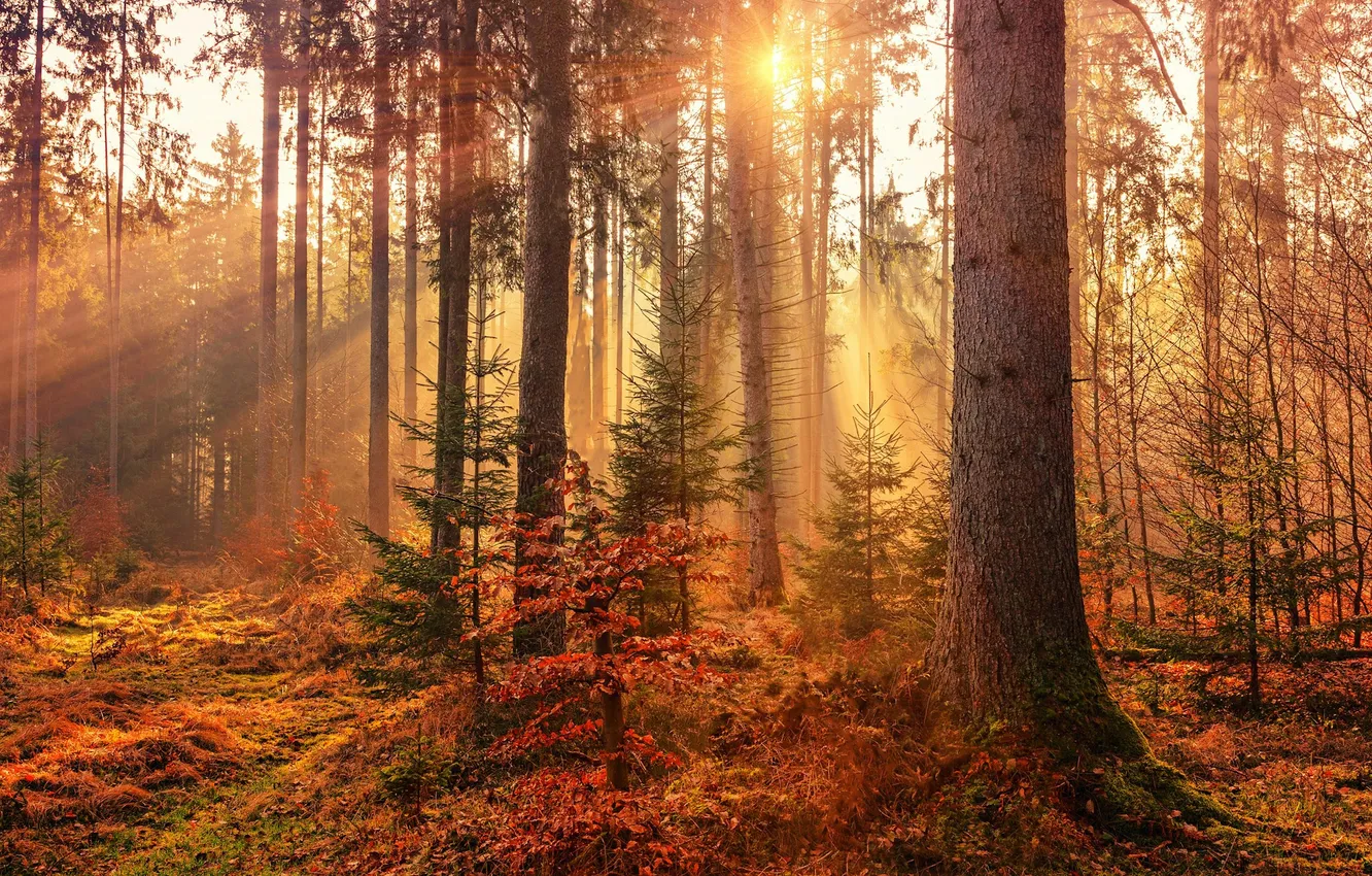 Photo wallpaper autumn, forest, trees, the rays of the sun