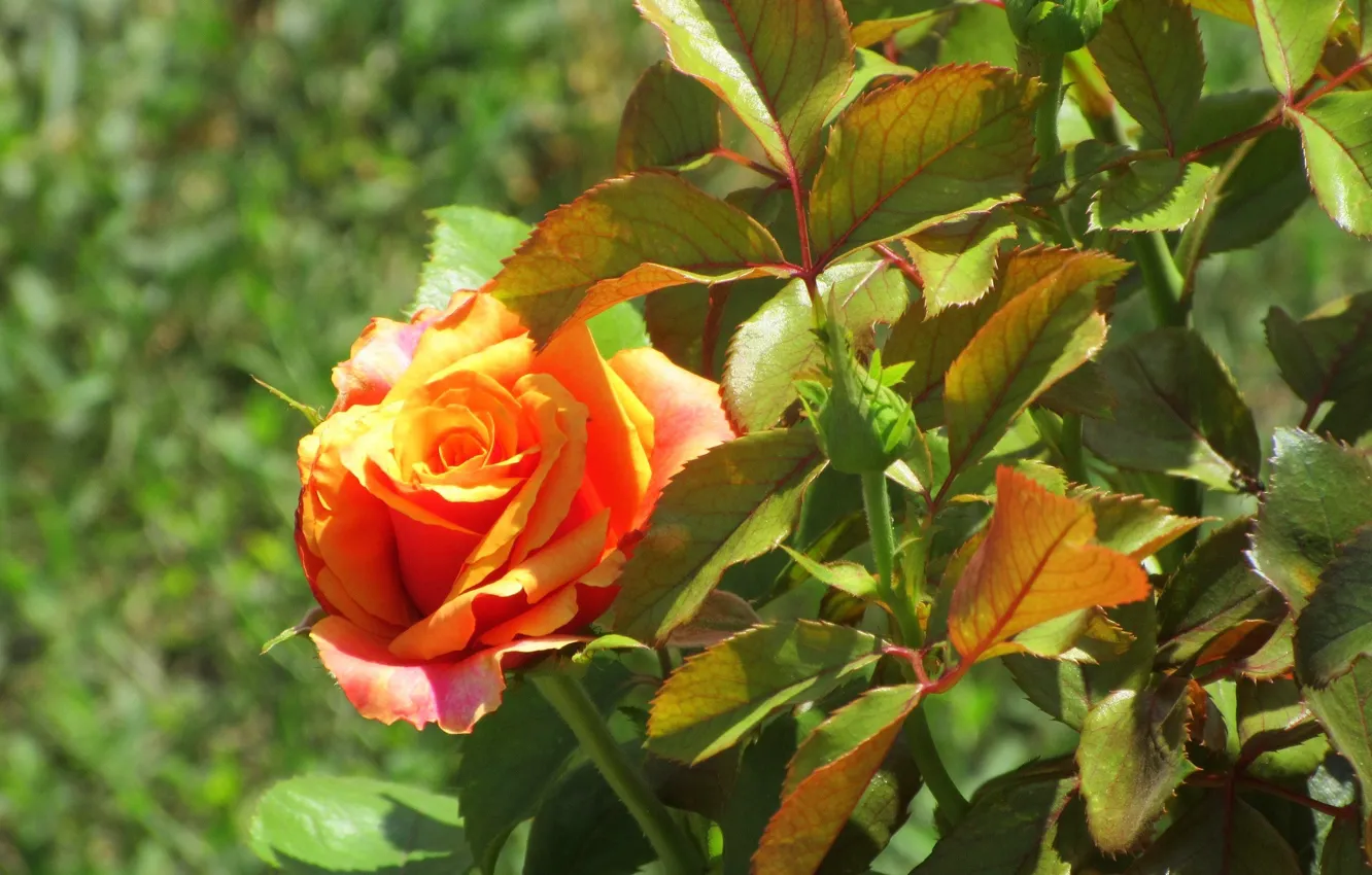 Photo wallpaper leaves, roses, Meduzanol ©, Summer 2018