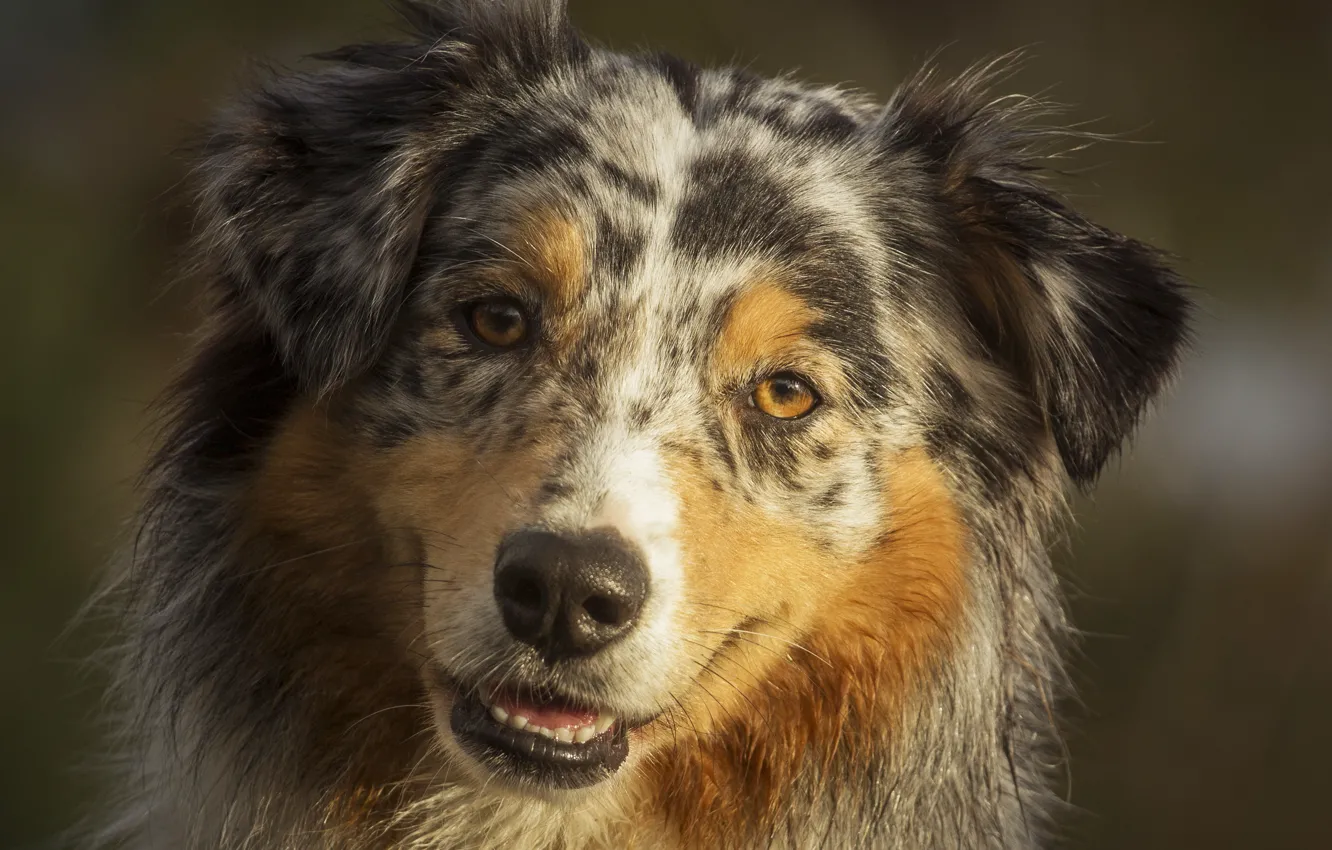Photo wallpaper portrait, dog, Aussie, Wallpaper from lolita777