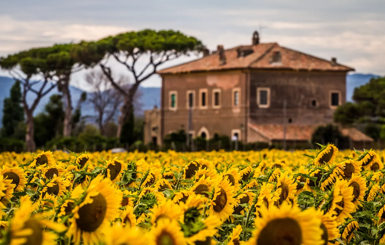 Photo wallpaper field, sunflowers, flowers, nature, house, plants, house