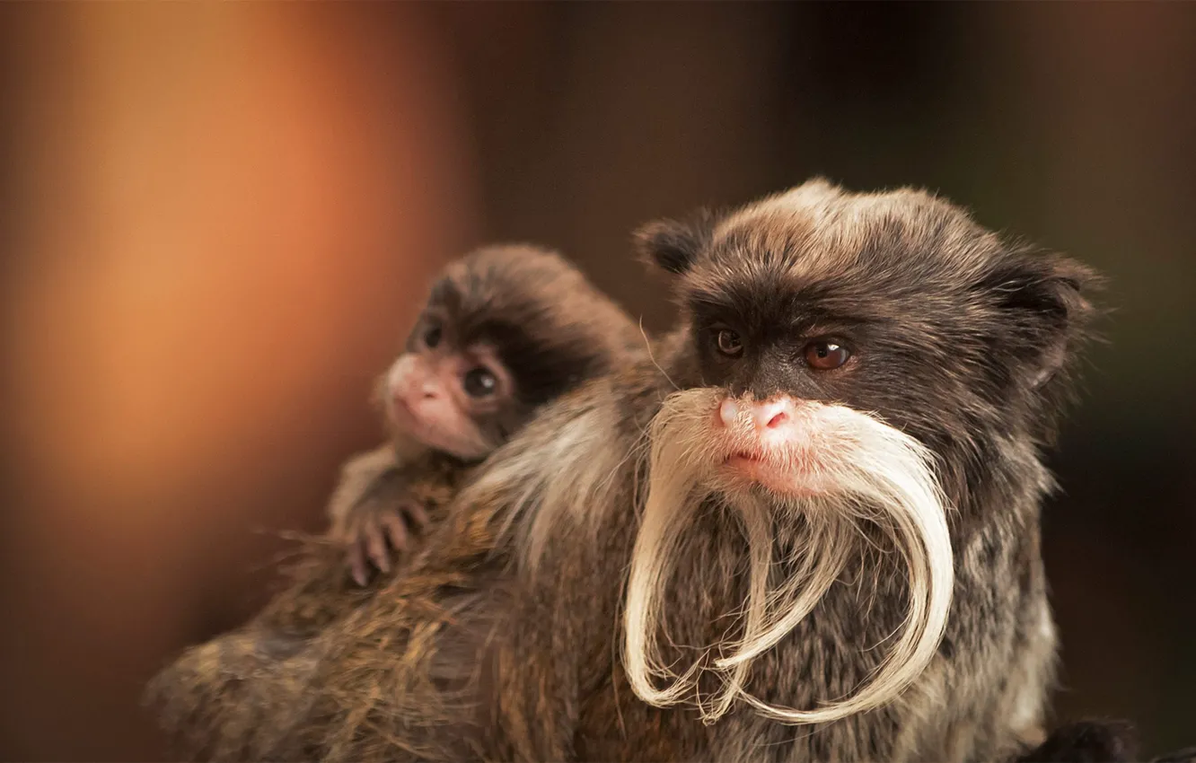Photo wallpaper cub, the primacy of, Emperor Tamarin