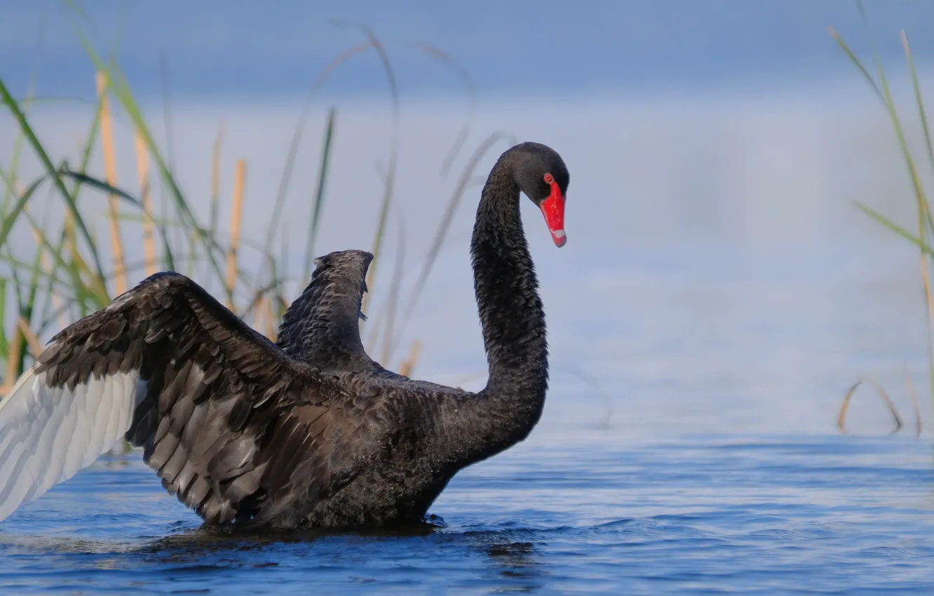 Photo wallpaper bird, black, swans, pond