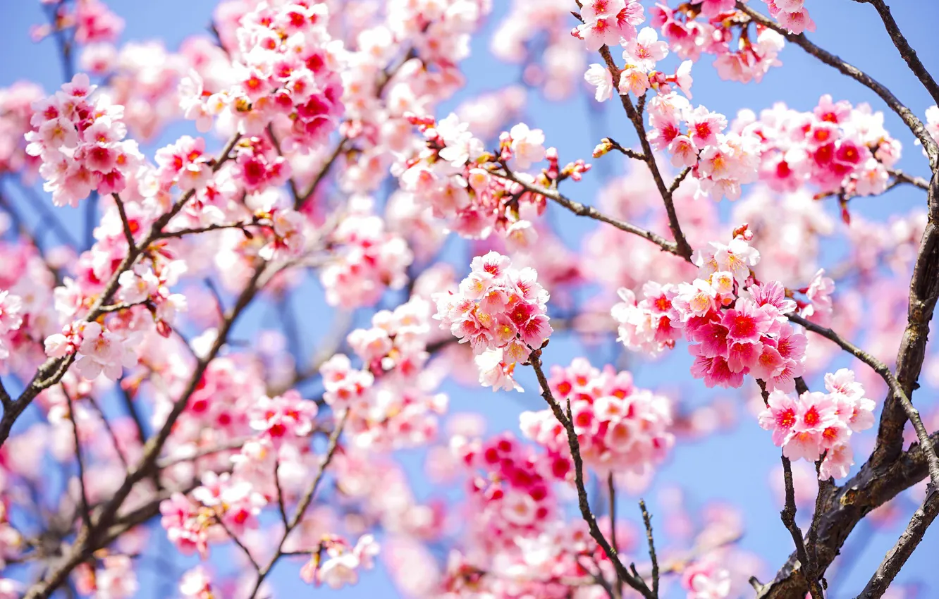 Photo wallpaper flowers, branches, cherry, spring, Sakura, flowering