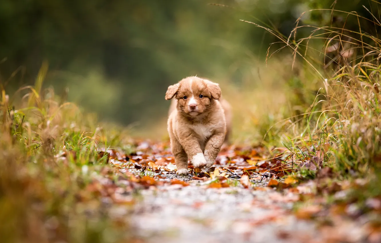 Photo wallpaper autumn, forest, grass, leaves, dog, baby, running, puppy