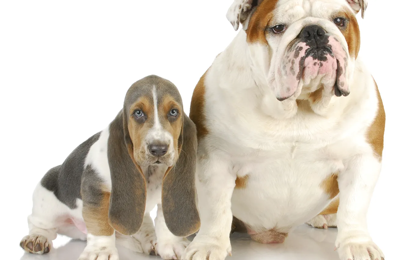 Photo wallpaper dog, Bassett, English bulldog