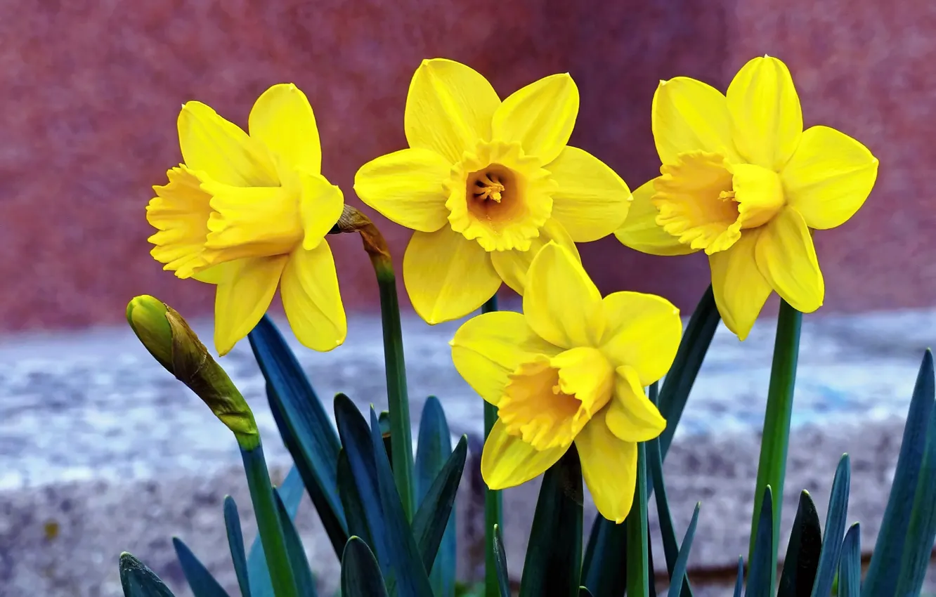 Photo wallpaper flowers, spring, daffodils