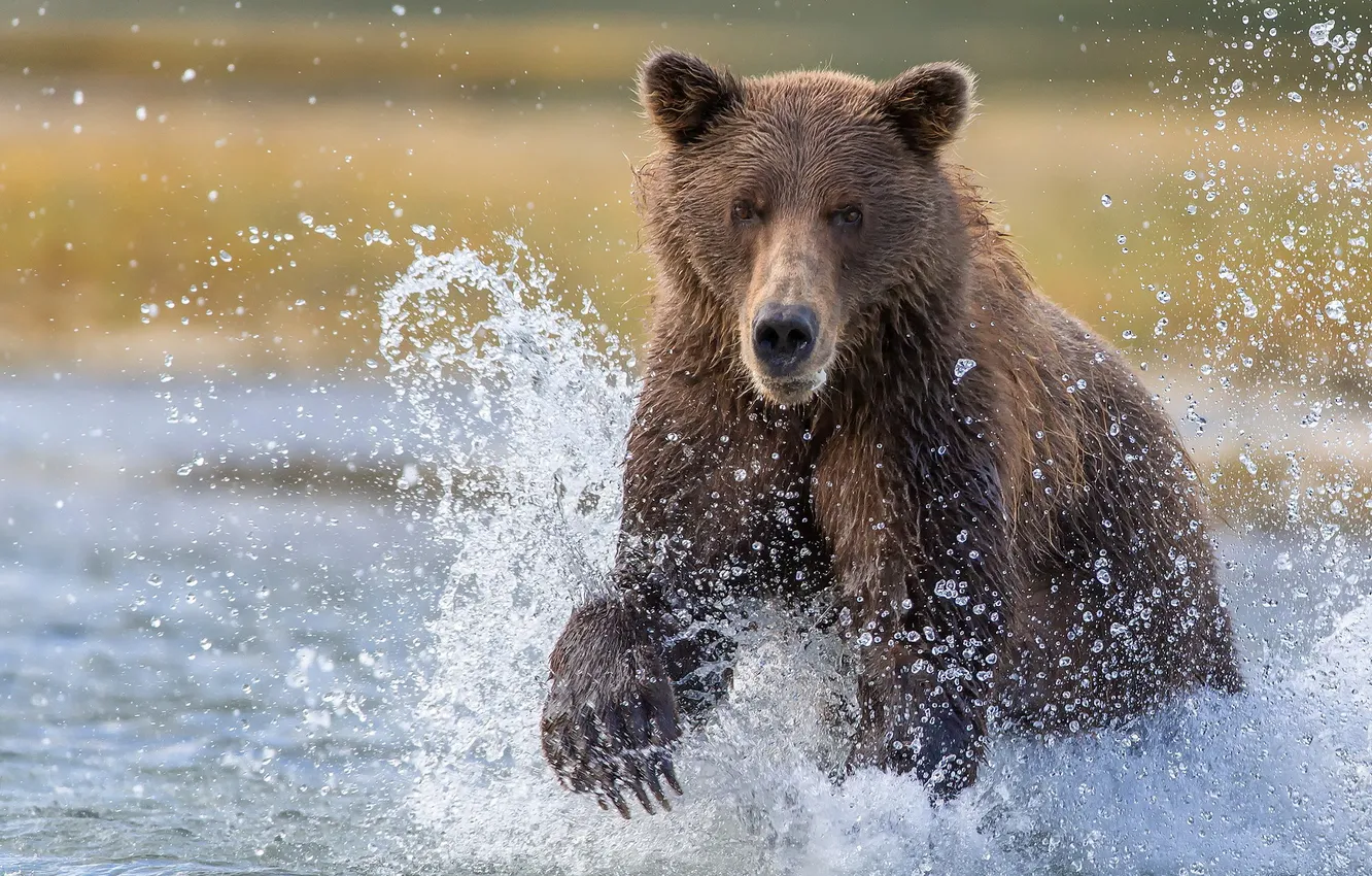 Photo wallpaper water, squirt, fishing, Alaska, bear, Katmai National Park, big brown bear