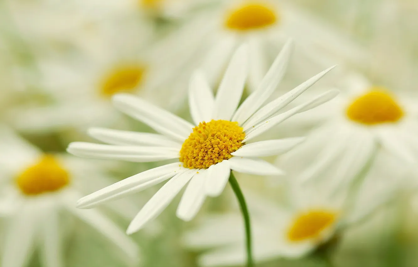 Photo wallpaper flowers, nature, chamomile