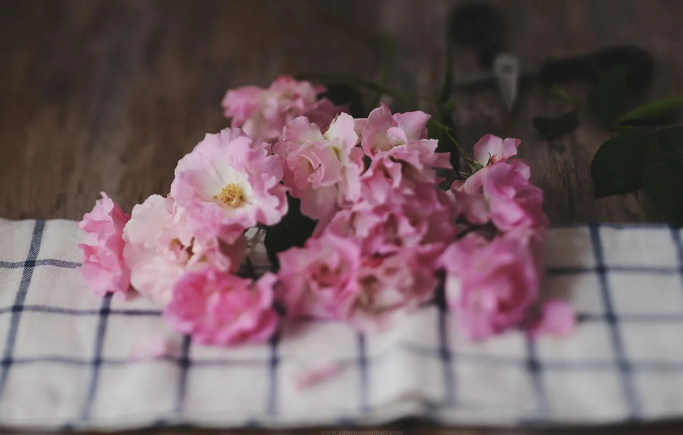 Photo wallpaper flowers, petals, pink