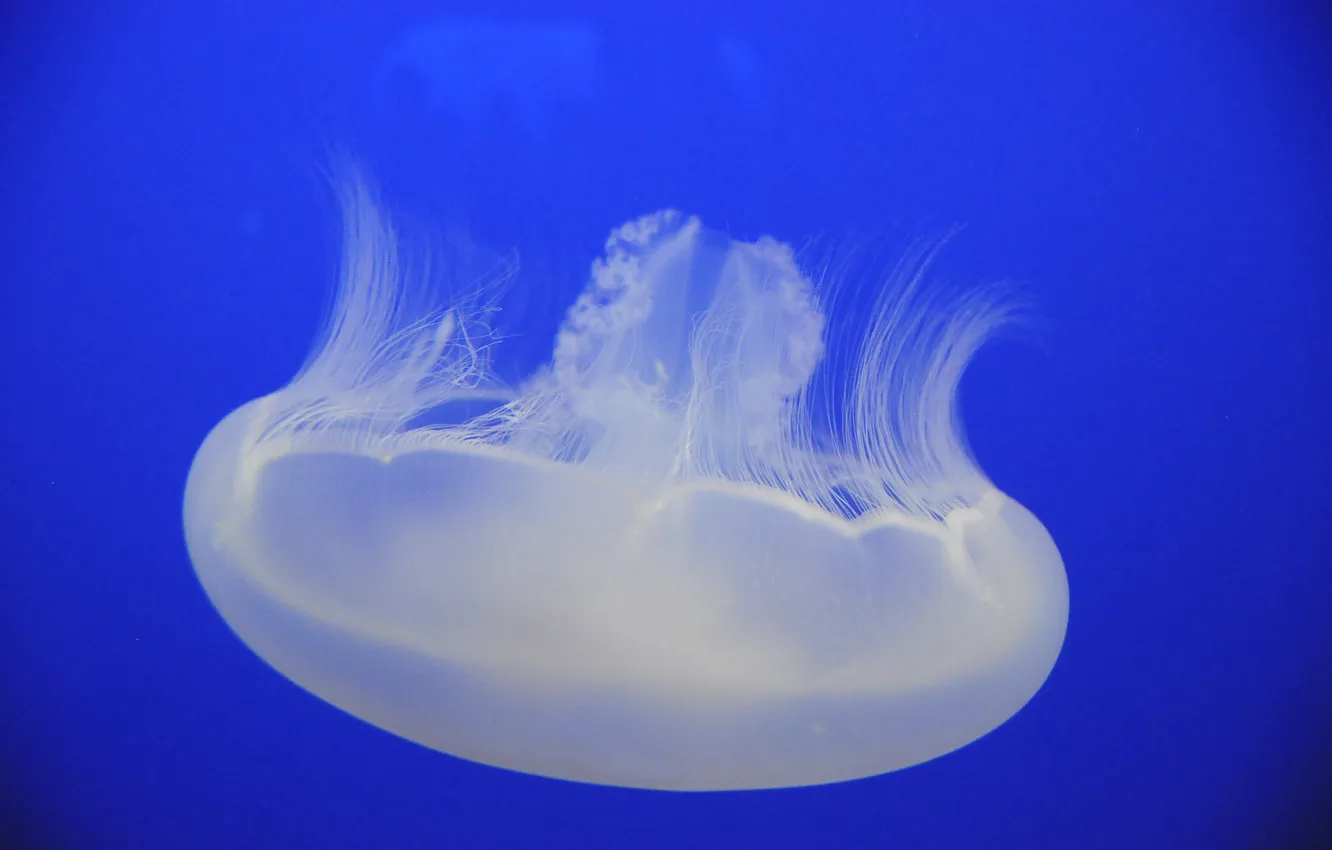 Photo wallpaper sea, water, the ocean, jellyfish