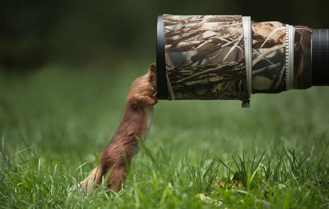 Photo wallpaper grass, protein, lens, curiosity