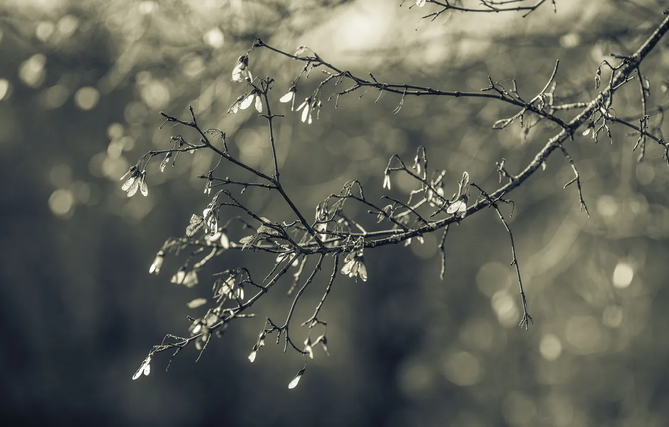 Photo wallpaper branches, nature, background