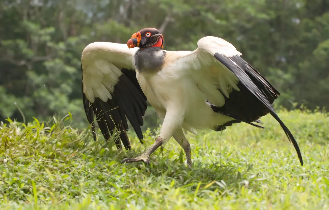 Photo wallpaper bird, bird, stroke, king, Flirt, coguette, step by step, slowly