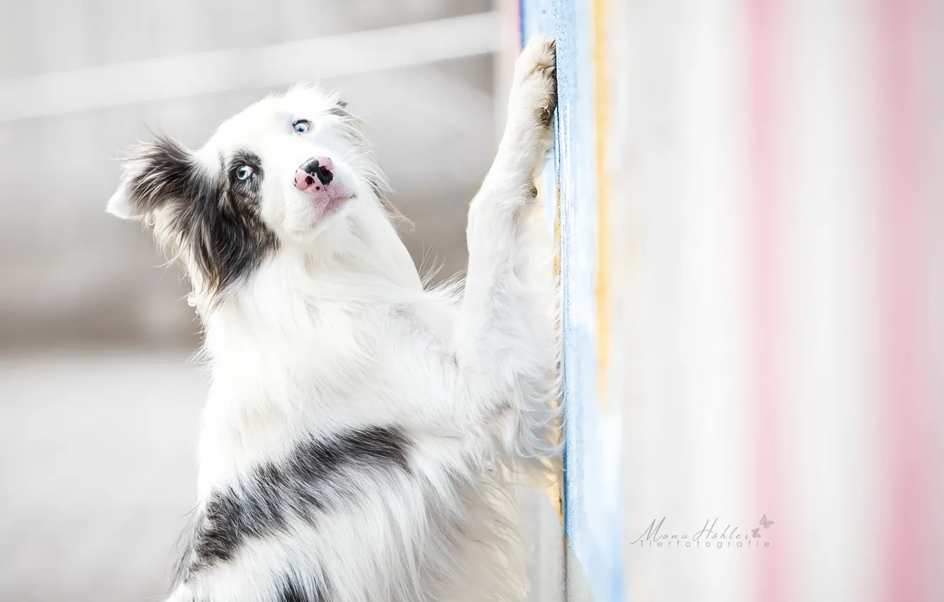 Photo wallpaper look, dog, paws, The border collie