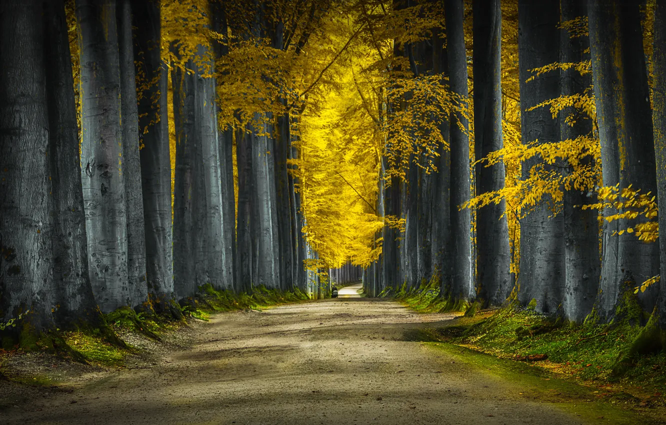 Photo wallpaper road, trees, nature