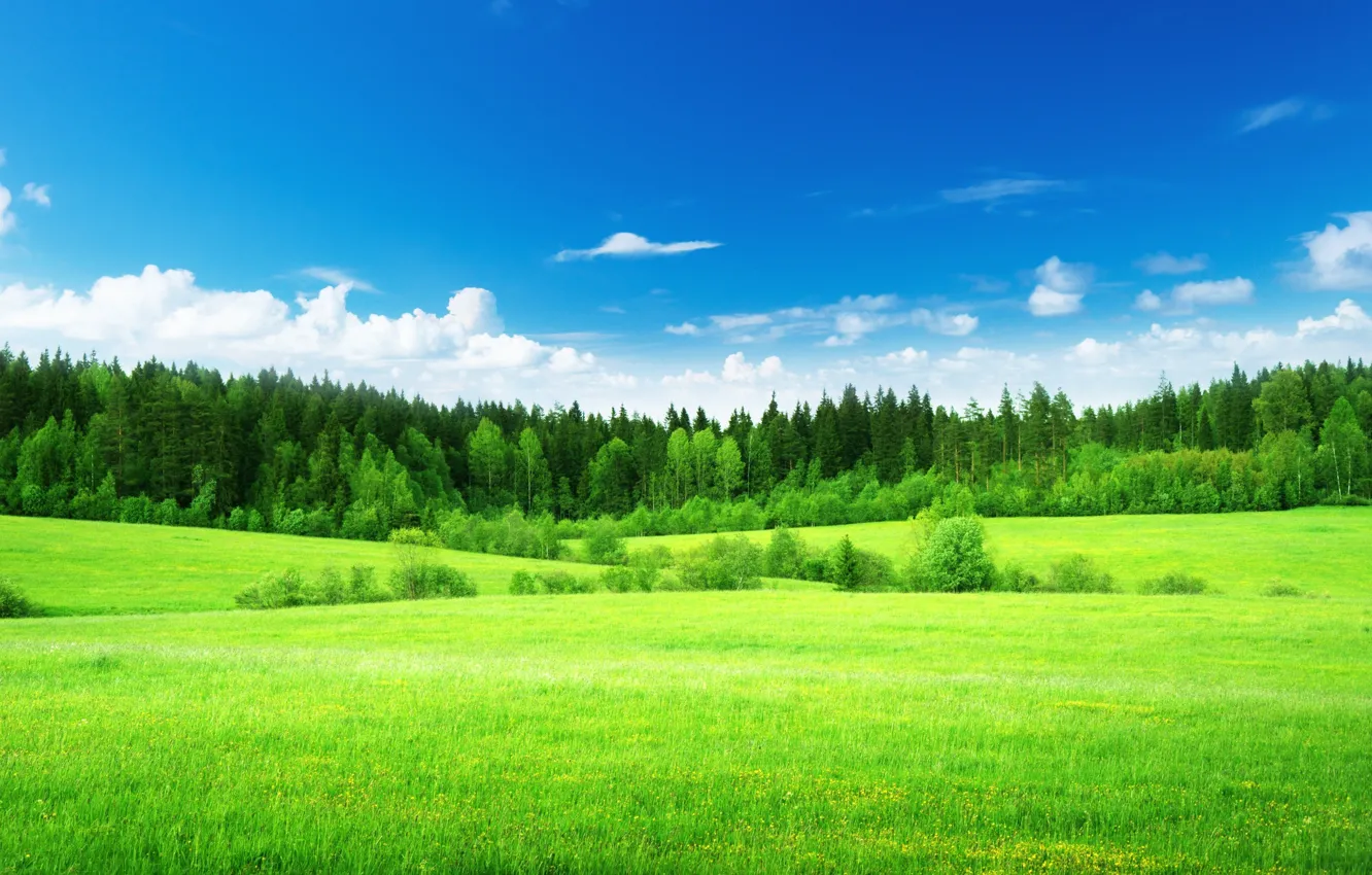 Photo wallpaper green, Nature, Field, Grass, Forest, tree, Forest