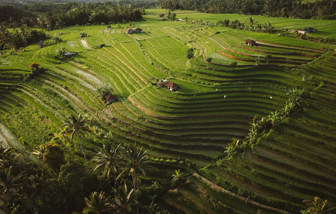 Photo wallpaper hills, plantation, techniques